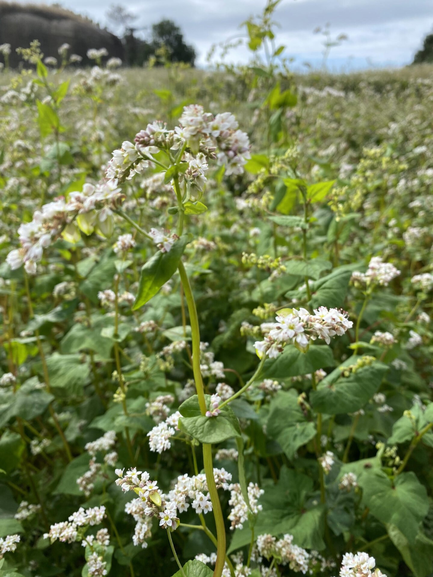 Les fleurs blanches du blé noir (sarrasin)