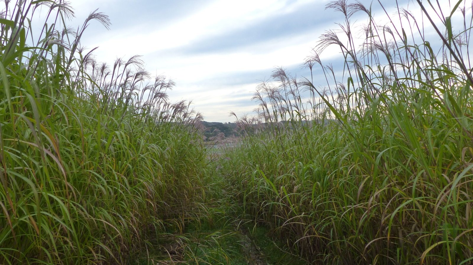 Une parcelle de miscanthus, nouvelle plante en Bretagne ?